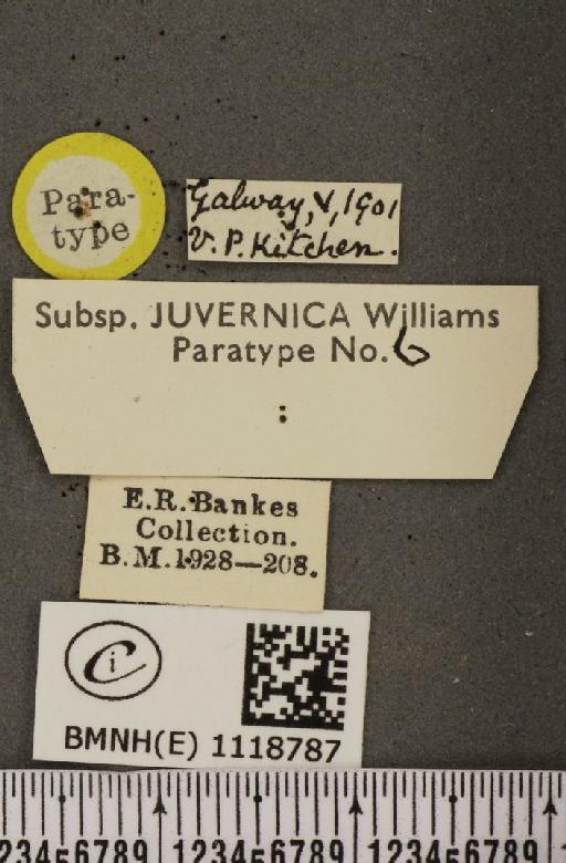 Leptidea sinapis juvernica Williams, 1946 - BMNHE_1118787_label_73992