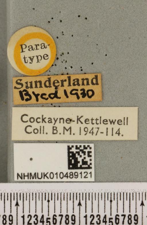Abrostola tripartita ab. plumbea Cockayne, 1947 - NHMUK_010489121_label_552011