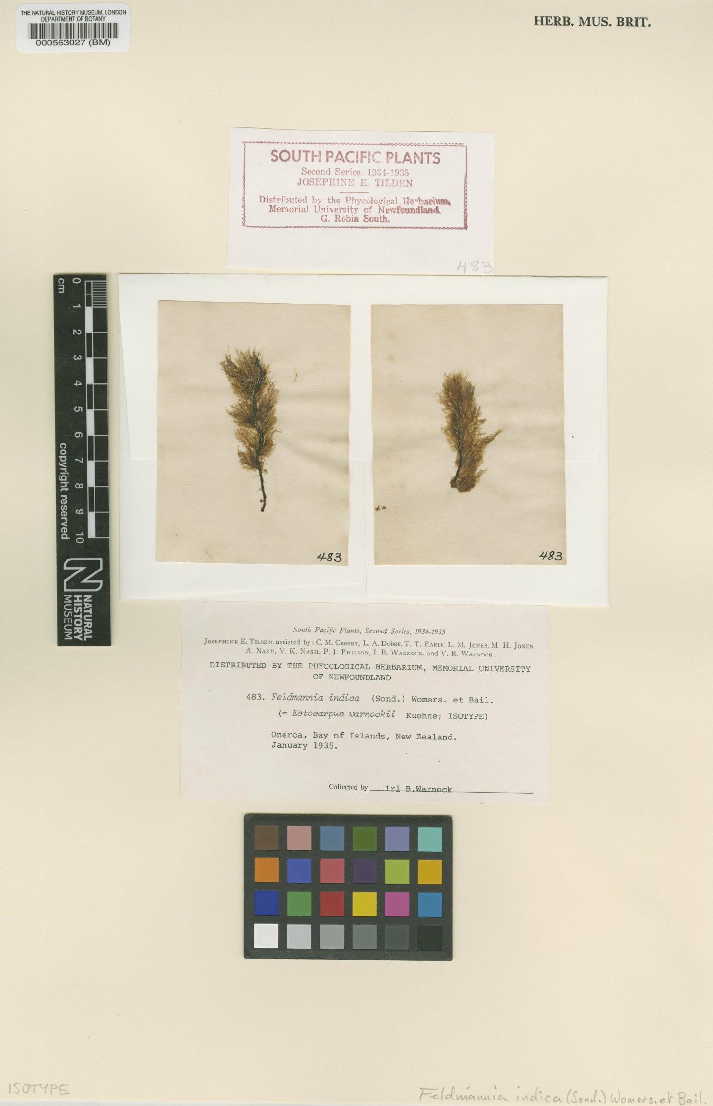 To NHMUK collection (Feldmannia indica (Sonder) Womersley & A.Bailey; Isotype; NHMUK:ecatalogue:4722630)