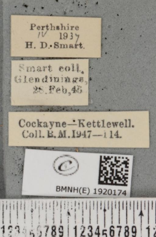 Ematurga atomaria (Linnaeus, 1758) - BMNHE_1920174_label_485950