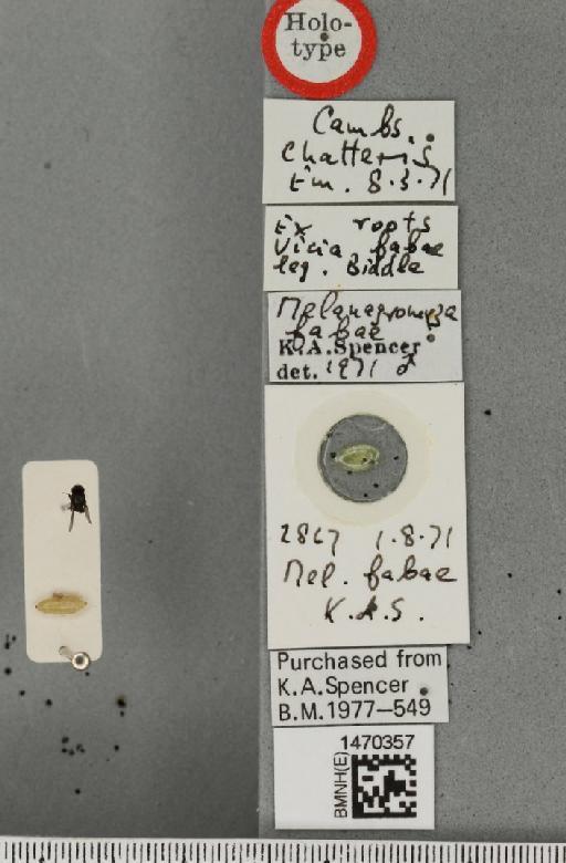 Melanagromyza fabae Spencer, 1973 - BMNHE_1470357_label_60129