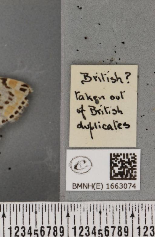 Utetheisa pulchella (Linnaeus, 1758) - BMNHE_1663074_label_283449