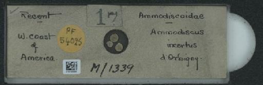 Ammodiscus incertus (d'Orbigny, 1839) - 010142929_2032347_54025