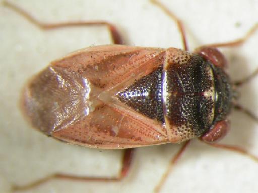 Geocoris rutiloides Distant - Hemiptera: Geocoris Rutiloid