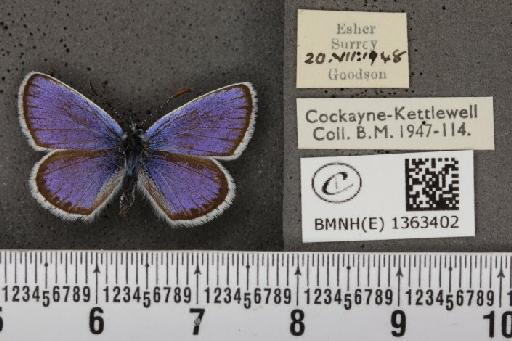 Plebejus argus argus - BMNHE_1363402_163084