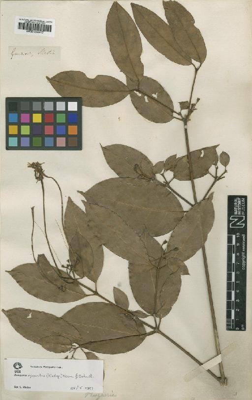 Posoqueria gracilis (Rudge) Roem. & Schult. - BM001008910