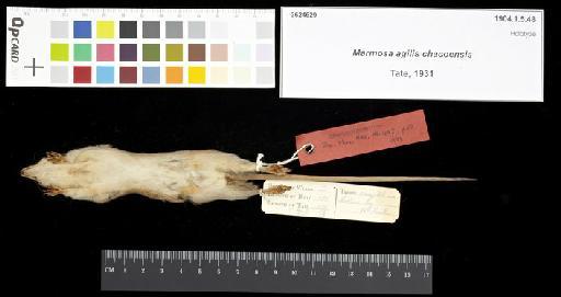 Marmosa agilis chacoensis Tate, 1931 - 1904.1.5.48_Skin_Ventral