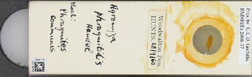 Agromyza phragmitidis Hendel, 1922 - BMNHE_1504110_59253