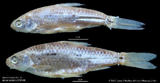 Barbus decipiens Boulenger, 1907 - BMNH 1904.4.29.11-12 Barbus decipiens, SYNTYPE