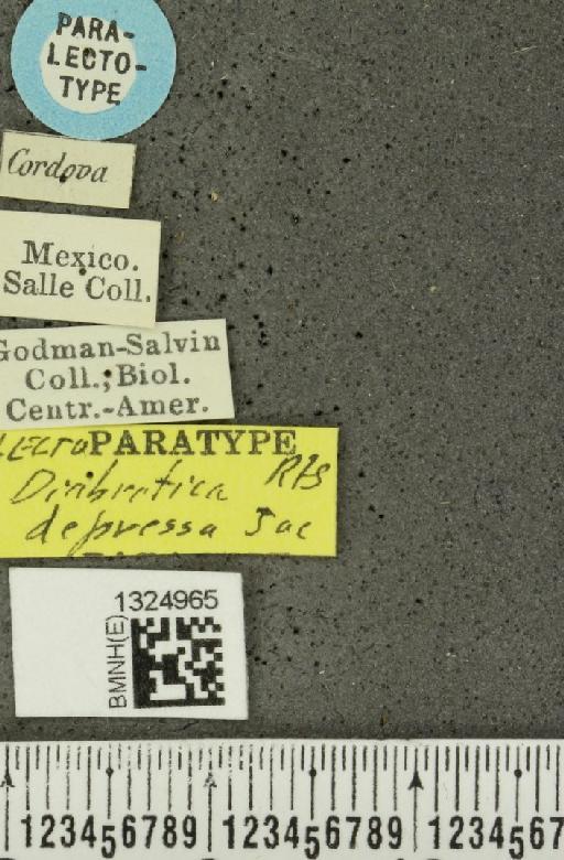 Isotes depressa (Jacoby, 1887) - BMNHE_1324965_label_22334