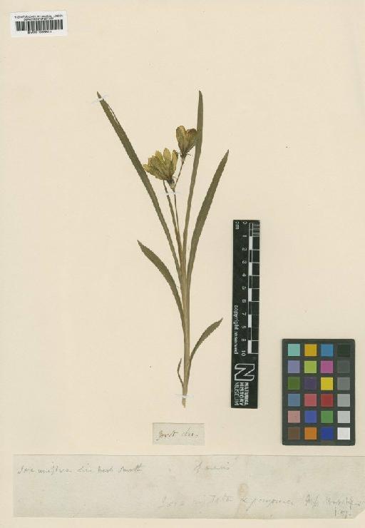 Sparaxis grandiflora (D.Delaroche) Ker Gawl. - BM001066611
