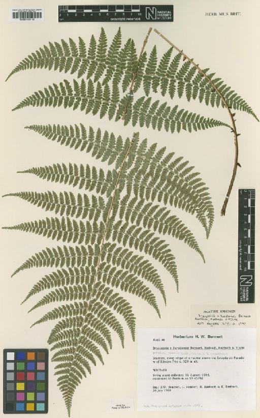 Dryopteris x furadensis Bennert, Rasbach, K.Rasbach & Viane - BM001066132