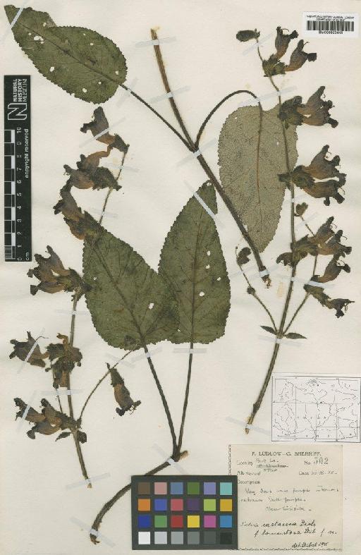 Salvia castanea f. tomentosa E.Peter - BM000950415