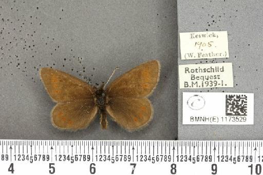 Erebia epiphron mnemon (Haworth, 1812) - BMNHE_1173529_29082