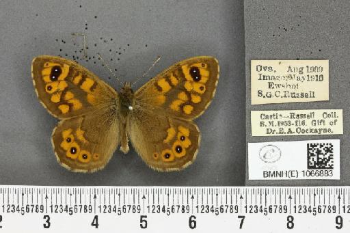 Lasiommata megera ab. quadriocellata Oberthür, 1909 - BMNHE_1066883_28618