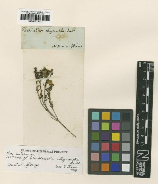 Verticordia chrysantha Endl. - BM001015014