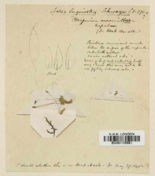 Stereophyllum decorum (Mitt.) Wijk & Margad. - BM001108851