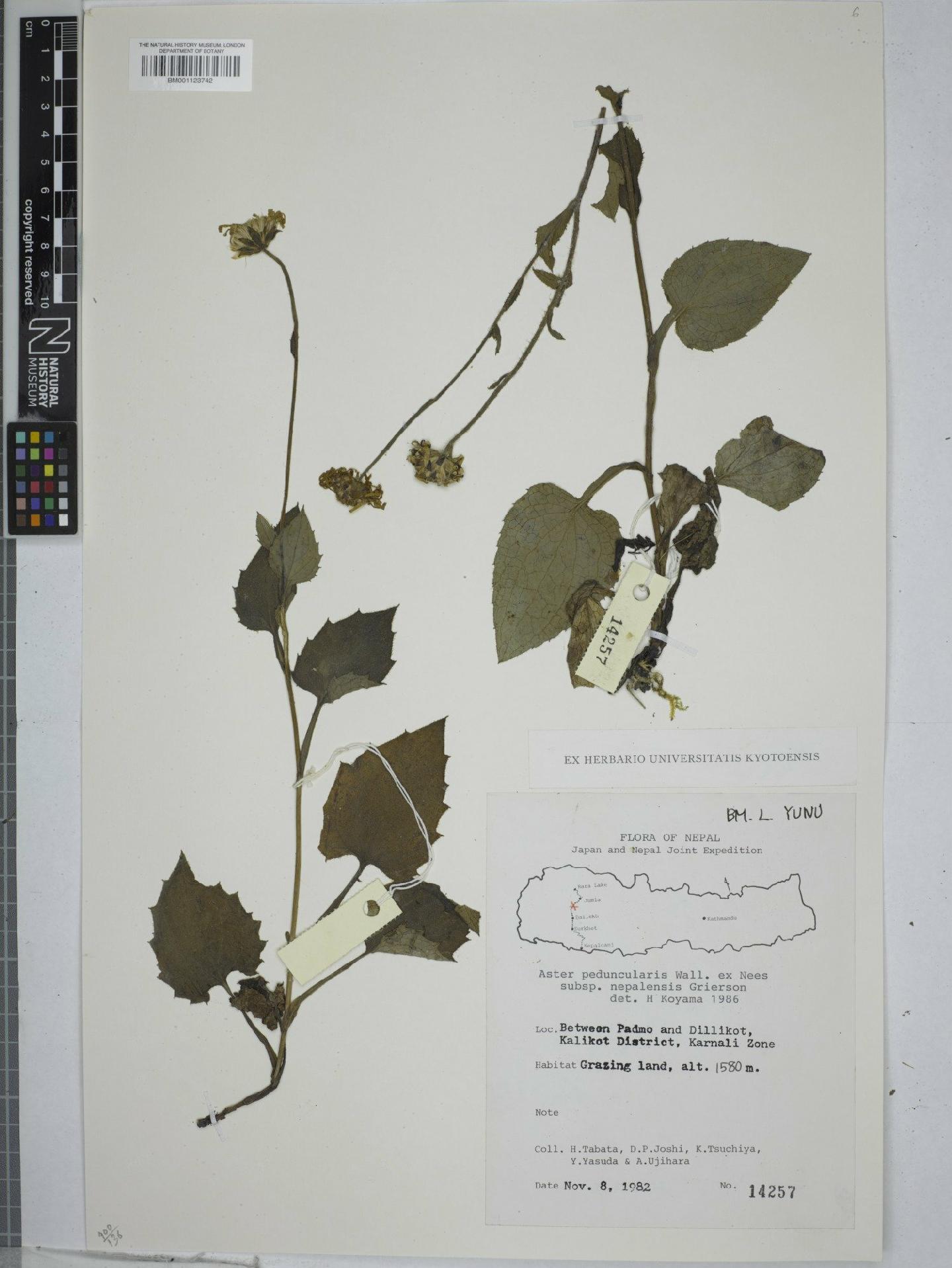 To NHMUK collection (Aster peduncularis subsp. nepalensis Grierson; NHMUK:ecatalogue:9150284)