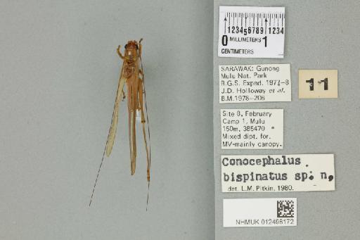 Conocephalus bispinatus Pitkin, 1980 - 012498172_72131_85699