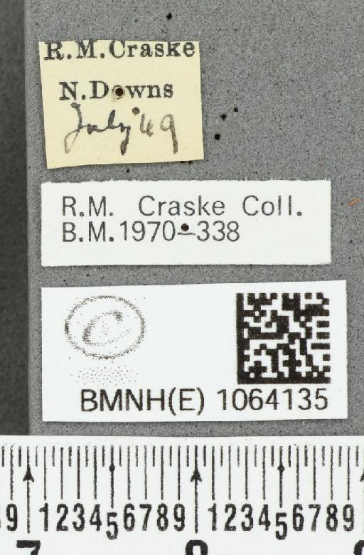 Coenonympha pamphilus ab. partimtransformis Leeds, 1950 - BMNHE_1064135_label_25299