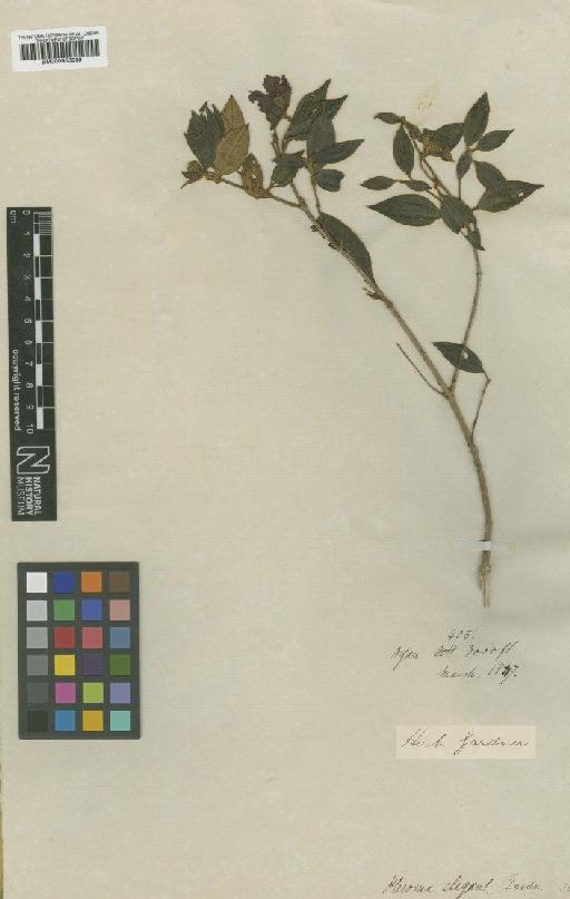 Tibouchina elegans Cogn. - BM000953939