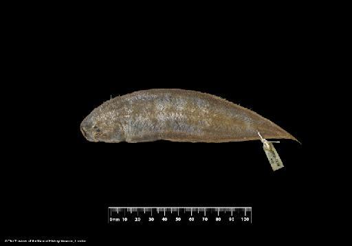 Cynoglossus lighti (Norman, 1925) - BMNH 1924.12.15.87-89, LECTOTYPE & PARALECTOTYPES, Cynoglossus lighti b, upper