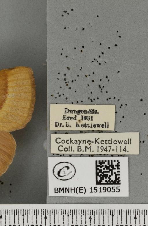 Lasiocampa trifolii flava Chalmers-Hunt, 1962 - BMNHE_1519055_label_192021