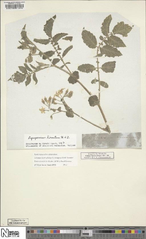 Solanum habrochaites S.Knapp - BM000072883