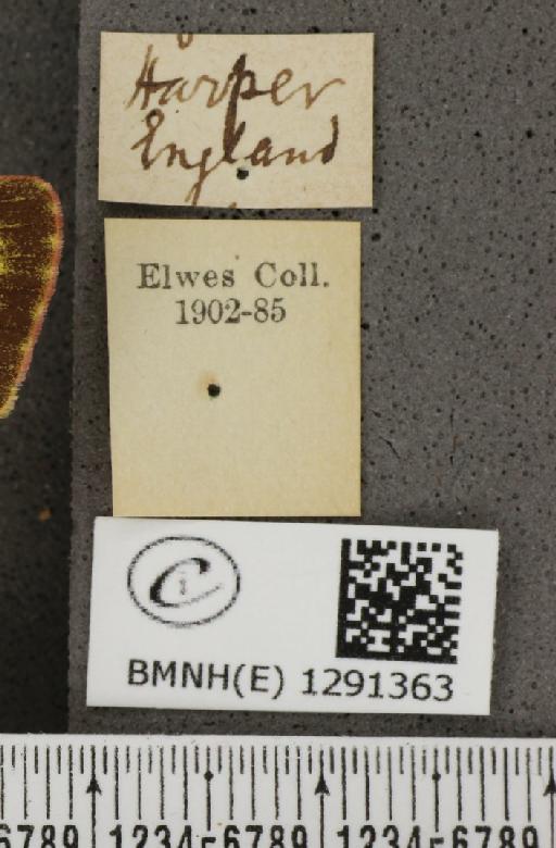 Colias croceus (Geoffroy, 1785) - BMNHE_1291363_label_126543