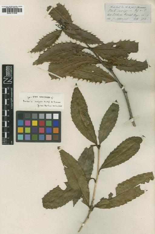 Berberis insignis Hook.f. & Thomson - BM001015549