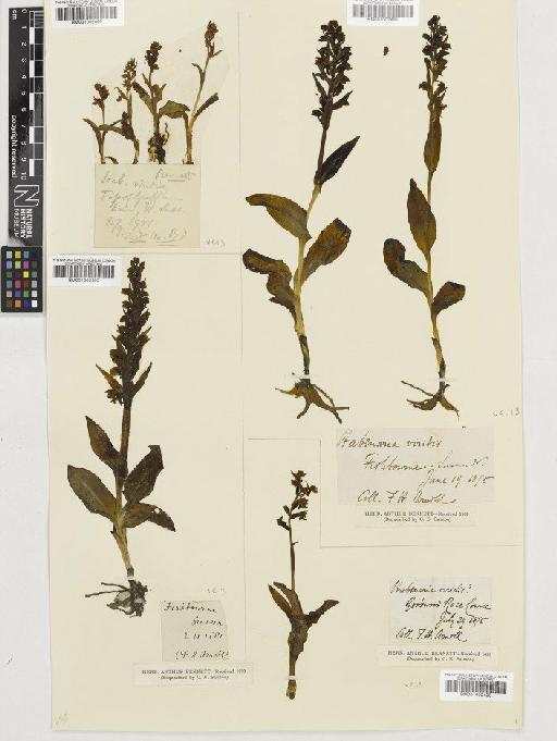 Coeloglossum viride (L.) Hartm. - BM001002492