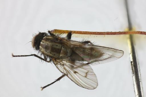 Anthomyia limbinervis (Macquart, 1843) - Anthomyia limbinervis male dorsal