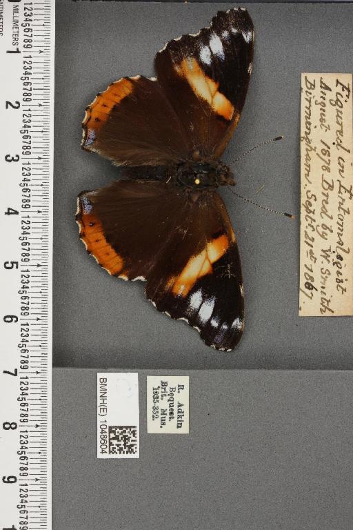 Vanessa atalanta ab. klemensiewiczi Schille, 1896 - BMNHE_1048604_43816