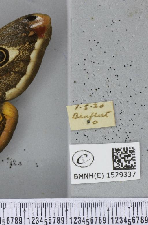 Saturnia pavonia (Linnaeus, 1758) - BMNHE_1529337_label_198787