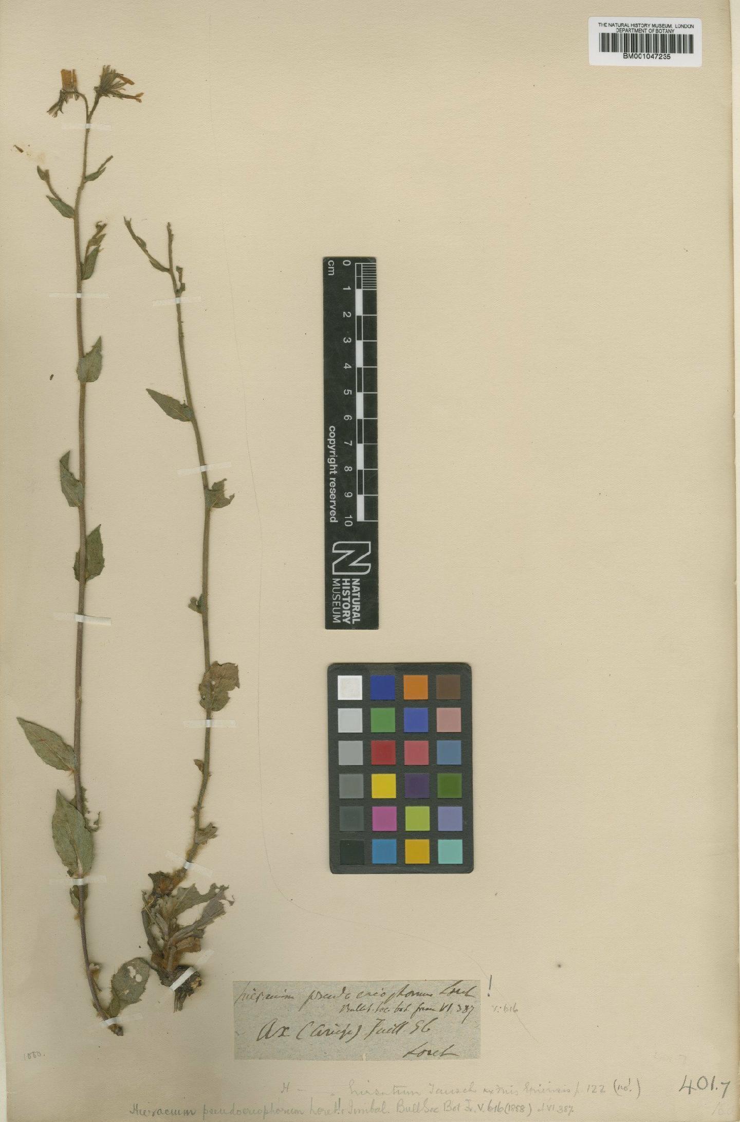 To NHMUK collection (Hieracium rectum subsp. pseuderiophorum Loret & Timb.-Lagr.; Type; NHMUK:ecatalogue:2756508)