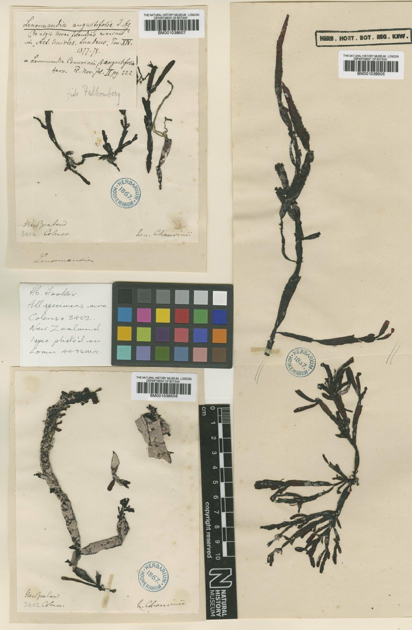 To NHMUK collection (Lenormandia angustifolia Harv.; TYPE; NHMUK:ecatalogue:717339)