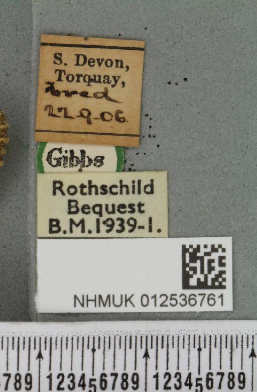 Polymixis lichenea ab. flavescens Siviter Smith, 1942 - NHMUK_012536761_label_645902