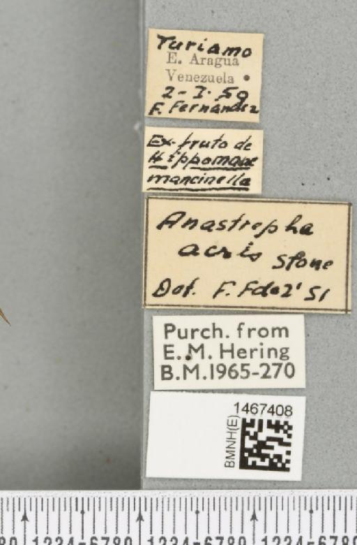 Anastrepha acris Stone, 1942 - BMNHE_1467408_label_40303