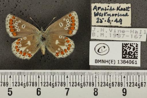 Aricia artaxerxes salmacis (Stephens, 1831) - BMNHE_1384061_179453