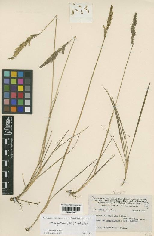 Anthoxanthum horsfieldii var. angustum (Hitchc.) Y.Schouten - BM000797879