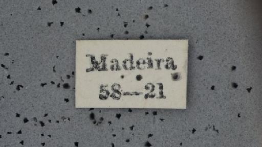 Andrena wollastoni Cockerell, 1922 - Andrena_wollastoni- NHMUK010264942-syntype-female-label_1