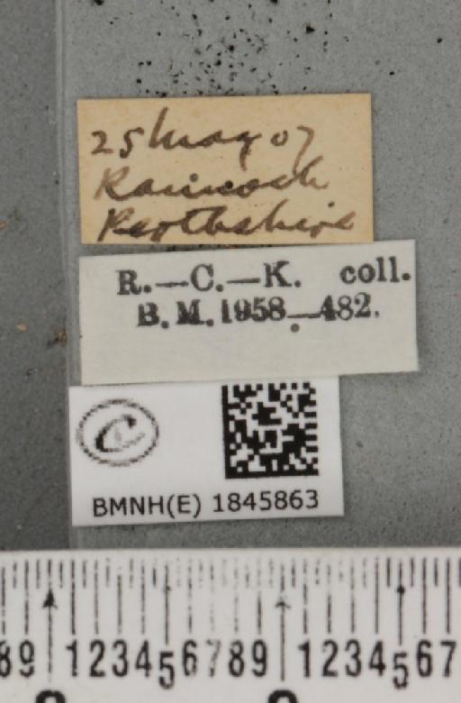 Macaria carbonaria (Clerck, 1759) - BMNHE_1845863_label_422803