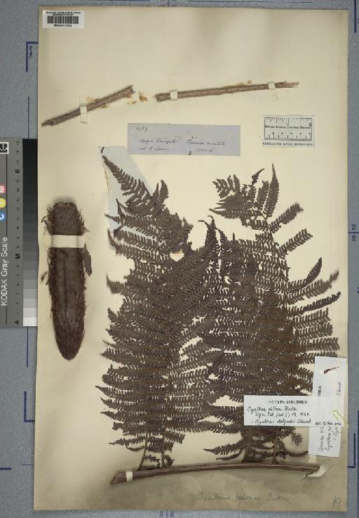 Cyathea delgadii Sternb. - Spruce - BM000777039