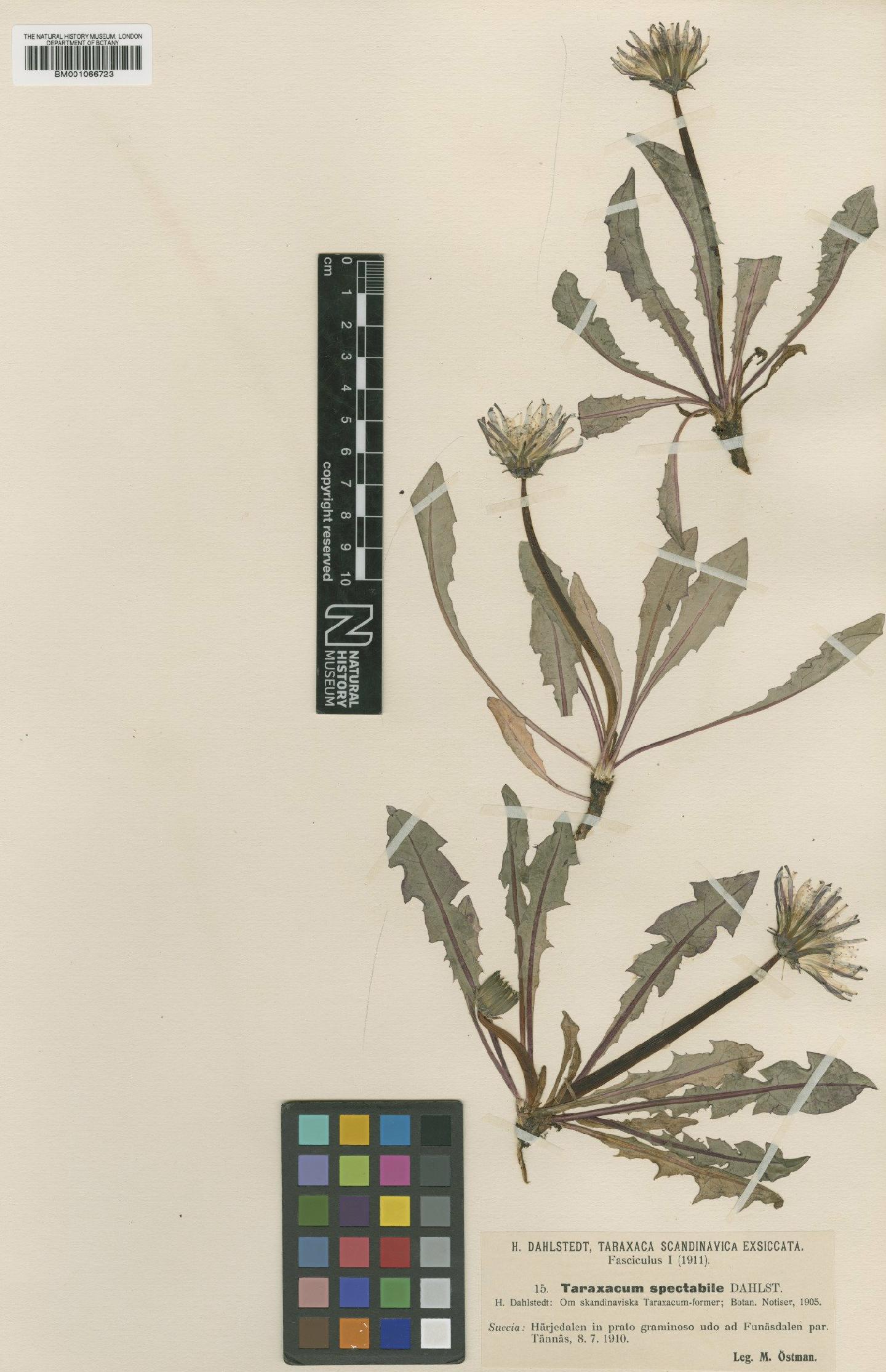 To NHMUK collection (Taraxacum spectabile Dahlst.; Type; NHMUK:ecatalogue:2230020)