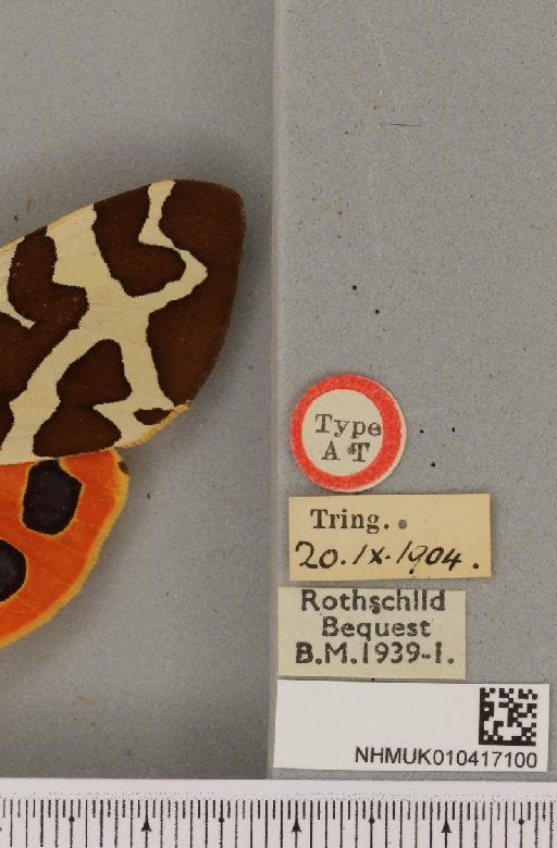 Arctia caja ab. basicincta Cockayne, 1947 - NHMUK_010417100_label_529484