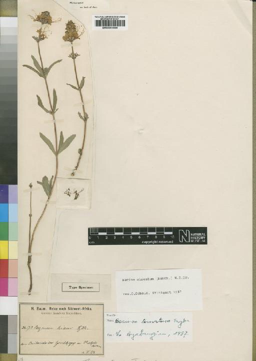 Becium grandiflorum var. obovatum Sebald - BM000910088