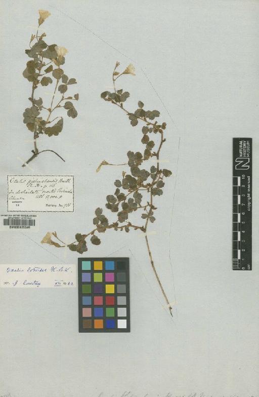 Oxalis lotoides Kunth - BM000603349