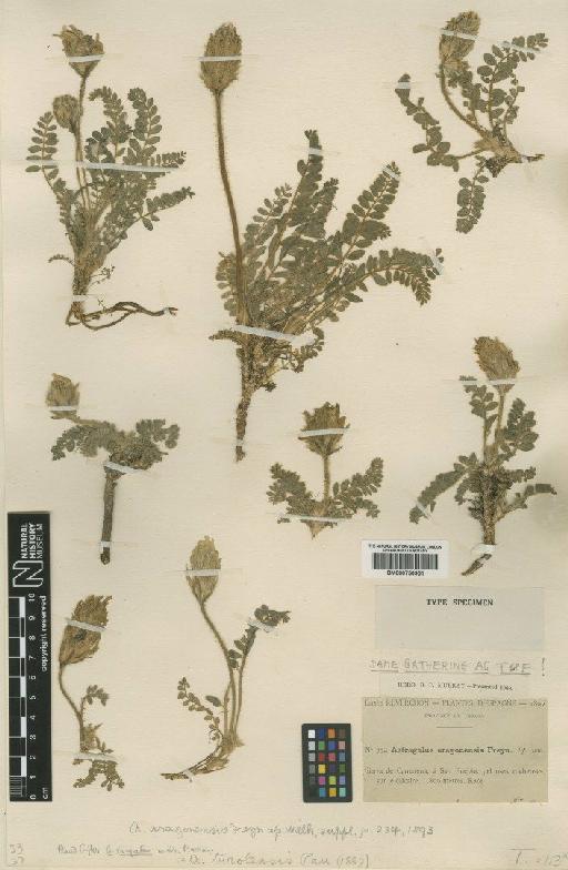 Astragalus turolensis Pau - BM000750951