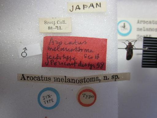 Arocatus melanostoma Scott - Arocatus melanostoma-BMNH(E)1240070-Lectotype male dorsal & labels