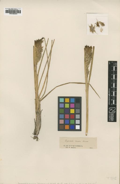 Calamagrostis ligulata (Kunth) Hitchc. - BM000938555